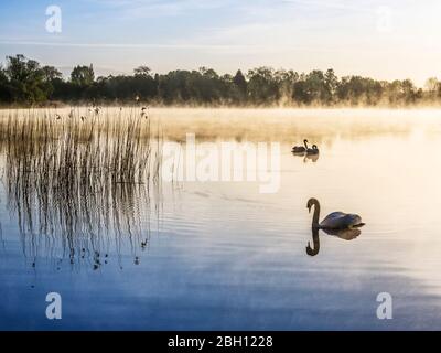 Ein nebliger Sonnenaufgang über dem Coate Water in Swindon. Stockfoto