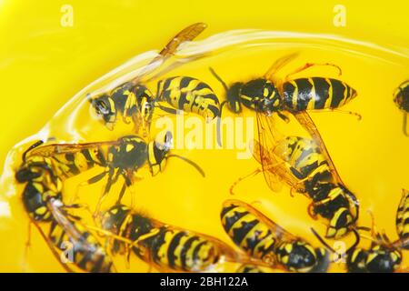 Tote Wespen in einem gelben Glas close-up. Wespen in Limonade ertrunken. Selektiver Fokus Stockfoto