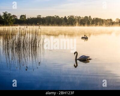 Ein nebliger Sonnenaufgang über dem Coate Water in Swindon. Stockfoto