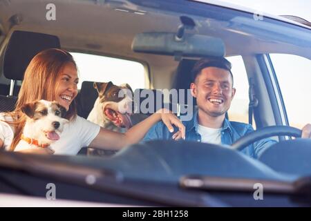 Glückliches Paar mit zwei Hunden, die mit dem Auto unterwegs sind Stockfoto