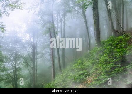 Mystischer Wald an einem Berghang im Nebel. Waldatmosphäre mit dichtem Nebel. Ein Fußweg durch den Wald mit Nebel. Stockfoto