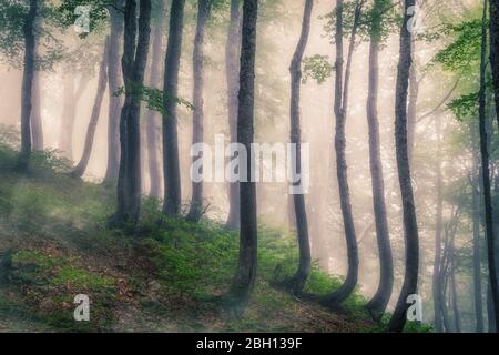 Mystischer Wald an einem Berghang im Nebel. Waldatmosphäre mit dichtem Nebel. Ein Fußweg durch den Wald mit Nebel. Stockfoto