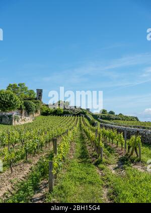 Die Weinberge von Saint-Emilion, in der Nähe von Bordeaux in Frankreich Stockfoto