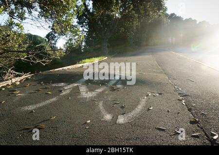 Bäume mit großen Wurzeln beschädigen Radweg und Fußgängerweg. Niedrige Winkelansicht des gesprungenen Radweges mit aufgedrucktem Fahrradschild. Stockfoto