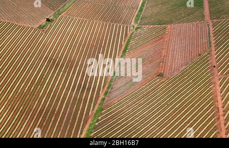 Luftaufnahme von Weinbergen in der Nähe von Stellenbosch Stockfoto