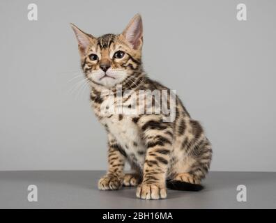 Bengal Kitten, Großbritannien. Stockfoto