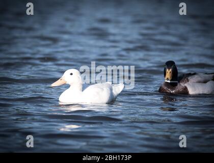 Ein Paar Stockente Albino während Ente in einem Teichwasser Stockfoto