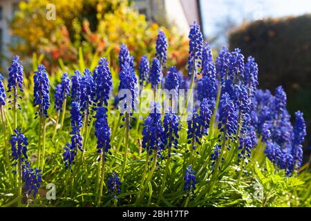 Traubenhyazinthe (Muscari) Stockfoto