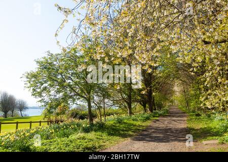 Narzissen und Frühlingsblüten entlang des Fife Coastal Path bei Aberdour Fife Scotland. Stockfoto