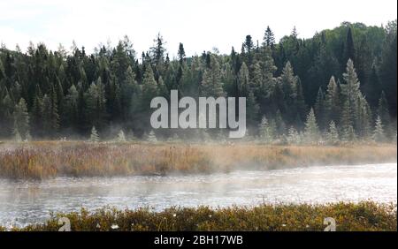 Raureif in Moorlandschaft am Costello Creek in der Nähe der Opeongo Road, Kanada, Ontario, Algonquin Provincial Park Stockfoto