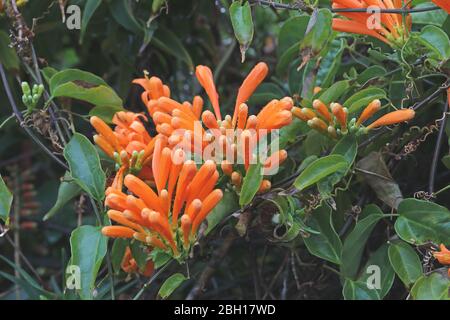 Orangentrompete Rebe (Pyrostegia venusta, Pyrostegia ignea), Blumen, Kanarische Inseln, Teneriffa Stockfoto