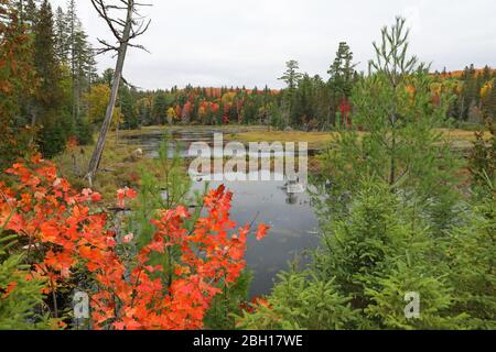 Färbung der Blätter im Herbst, Kanada, Ontario, Algonquin Provincial Park Stockfoto