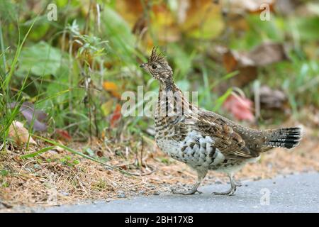 Ruffed Birkhuhn (Bonasa umbellus), steht am Waldrand, Kanada, Ontario, Algonquin Provincial Park Stockfoto