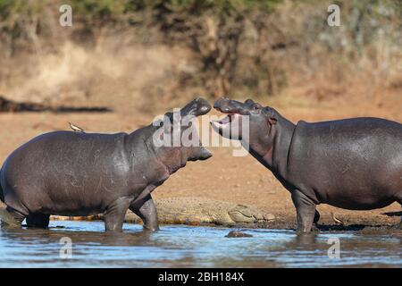 Nilpferd, Nilpferd, gewöhnliches Nilpferd (Hippopotamus amphibius), aggressives Verhalten zweier Flusspferde an der Küste, Südafrika, Lowveld, Krueger Nationalpark Stockfoto