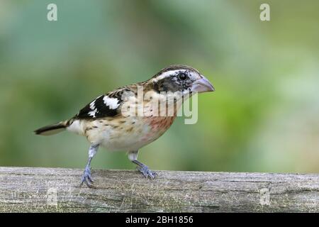 Rosenbrustfibel (Pheucticus ludovicianus), junge männliche Barsche auf einem Baumstamm, Kanada, Ontario, Long Point Park Stockfoto