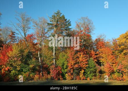 Färbung der Blätter im Herbst im Canisbay Lake Picnic aera, Kanada, Ontario, Algonquin Provincial Park Stockfoto