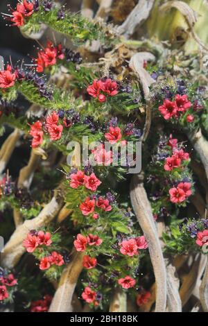 Juwelenturm (Echium wildpretii), mit Blumen, Kanarische Inseln, Teneriffa, Teide Nationalpark, Caldera Las Canadas Stockfoto