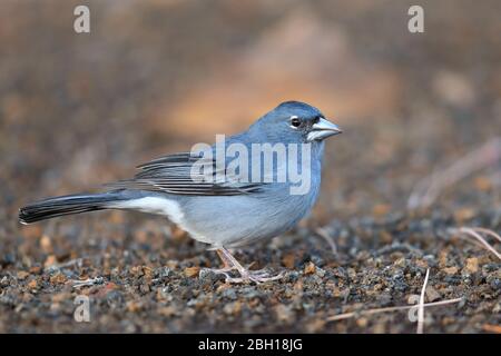 Blauer Buchfink (Fringilla teydea), Männchen steht auf Waldboden, Kanarische Inseln, Teneriffa Stockfoto