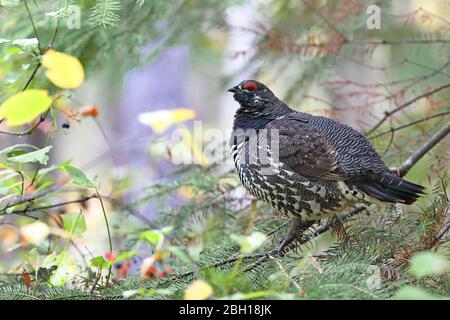 Fichtenhuhn (Dendragapus canadiensis), Männchen auf Fichte, Kanada, Ontario, Algonquin Provincial Park Stockfoto