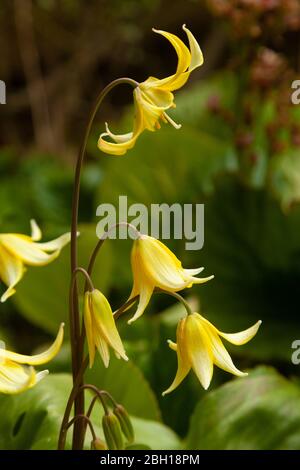 Erythronium Pagoda Hundezahnviolett der Lilienfamilie Fife, Schottland. Stockfoto