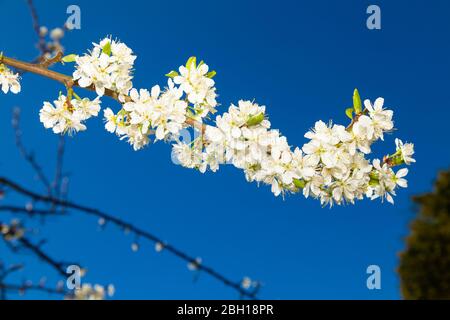 Pflaumenblüte gegen blauen Himmel, Fife, Schottland Stockfoto