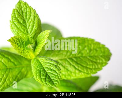 Spearmint Blätter vor einem weißen Hintergrund Stockfoto