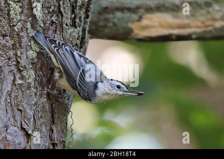 Weißbrustfilet (Sitta carolinensis), läuft einen Kiefernstamm hinunter, Kanada, Ontario, Long Point Park Stockfoto