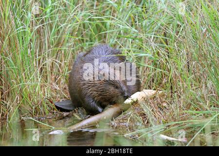 Nordamerikanischer Biber, kanadischer Biber (Castor canadensis), nagt an einem Zweig an der Küste, Kanada, Ontario, Algonquin Provincial Park Stockfoto