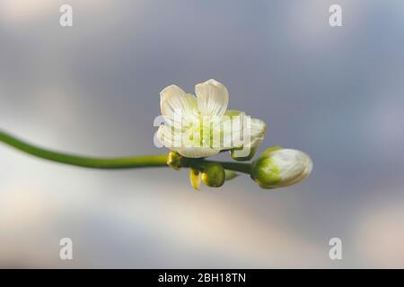 Venus-Fliegenfalle, Venus-Fliegenfalle, Venus-Fliegenfalle, Venus-Fliegenfalle, Venus-Fliegenfalle, Fly-Trap (Dionaea muscipula), Blumen Stockfoto