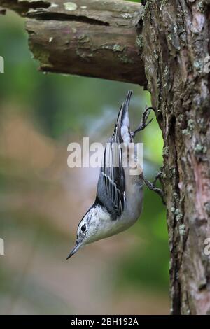 Weißbrustfilet (Sitta carolinensis), läuft einen Kiefernstamm hinunter, Kanada, Ontario, Long Point Park Stockfoto