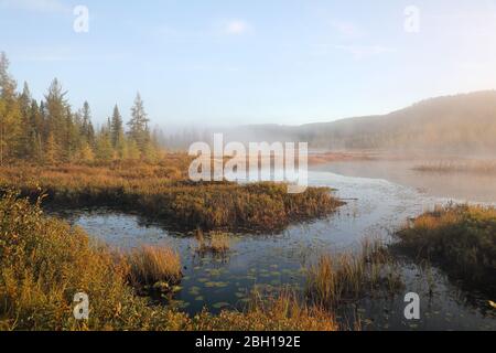 Morgennebel am Costello Creek in der Nähe der Opeongo Road, Kanada, Ontario, Algonquin Provincial Park Stockfoto