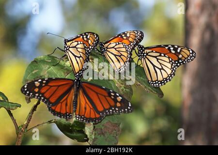 Monarch Schmetterling, Milk (Danaus plexippus), Gruppe sitzt auf einem Strauch, Kanada, Ontario, Long Point Park Stockfoto