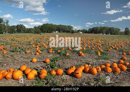 Mark, Feldkürbis (Cucurbita pepo), Feldkürbisse in einem Feld in der Nähe von Talbotville, Kanada, Ontario Stockfoto