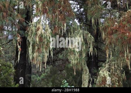 Alter Mann Bart (Usnea spec.), Baumstoß auf Kanarischen Kiefern im Nebelwald, Kanarische Inseln, Teneriffa Stockfoto