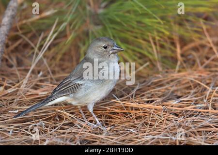 Blauer Buchfink (Fringilla teydea), Weibchen steht auf Waldboden, Kanarische Inseln, Teneriffa Stockfoto