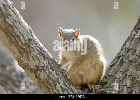 Smith's Buschhörnchen (Paraxerus cepapi), sitzt auf einem Baum, Südafrika, Lowveld, Krueger National Park Stockfoto