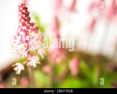 Tiarella Pink Skyrocket Blütenspitze vor weißem Hintergrund Stockfoto