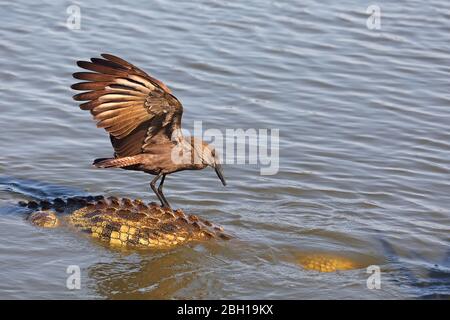 Hammerkhop (Scopus umbretta), auf dem Futter, während auf einem Krokodil, Südafrika, Lowveld, Krueger Nationalpark Stockfoto