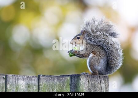 Östliches graues Eichhörnchen, graues Eichhörnchen (Sciurus carolinensis), sitzt auf einem Zaun, der Brokkoli, Kanada, Ontario füttert Stockfoto