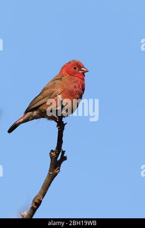 Rotschnabelfink (Lagonosticta senegala), männliche Barsche auf einem Zweig, Südafrika, Lowveld, Krueger Nationalpark Stockfoto