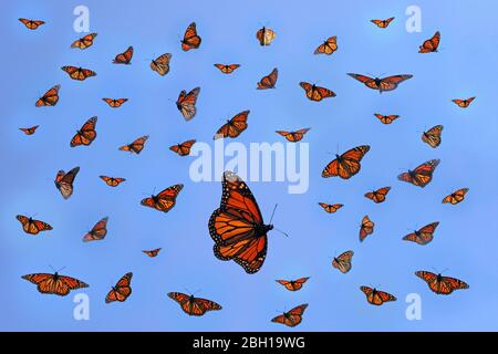 Monarchschmetterling, Milkweed (Danaus plexippus), Zusammensetzung der wandernden Schmetterlinge, Kanada, Ontario, Long Point Park Stockfoto