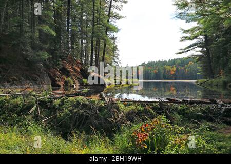 Nordamerikanischer Biber, kanadischer Biber (Castor canadensis), Biberladge in einem Fluss, Kanada, Ontario, Algonquin Provincial Park Stockfoto