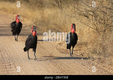 Südliche Erdhornvogel, Erdhornvogel (Bucorvus leadbeateri, Bucorvus cafer), Gruppenwanderungen auf unbefestigter Straße in Savanne, Südafrika, Lowveld, Krueger Nationalpark Stockfoto