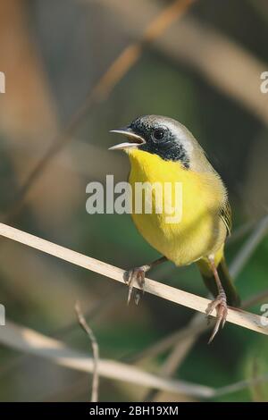 Gelber Kehlkopf (Geothlypis trichas), männliche Barsche singen auf Schilfstipe, Kanada, Ontario, Point Pelee National Park Stockfoto