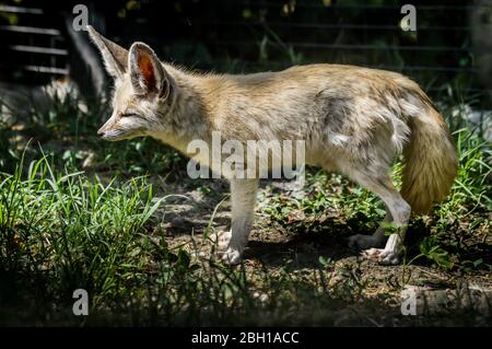 Foto eines kleinen Fennec-Fuchses, der im Gras im Lichtstrahl steht. (Vulpes zerda). Wild lebende Tiere. Stockfoto