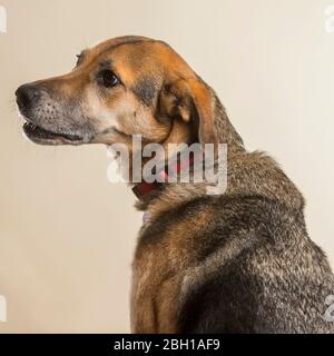 Porträt eines braunen Hundes im Atelier Stockfoto