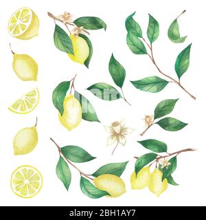 Aquarell Set von Zitronen, Zitronenscheiben und Zweige auf weißem Hintergrund isoliert Stockfoto