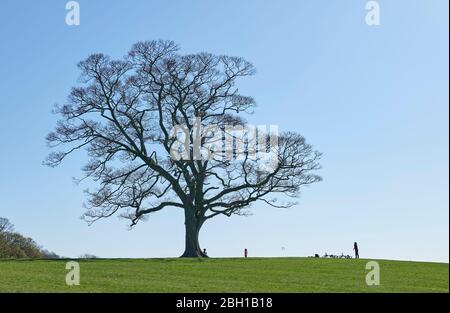 Erwachsene und Kinder werfen sich im Graves Park, Sheffield, mit ihren Fahrrädern auf Gras in der Nähe Stockfoto