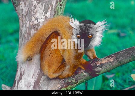 Junge Hündin Black Lemur (Eulemur macaco,) aus Nord-West Madagaskar. Stockfoto