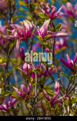 Magnolienblüte auf Hintergrund verschwommener Magnolienblüten auf Magnolienbaum. Stockfoto